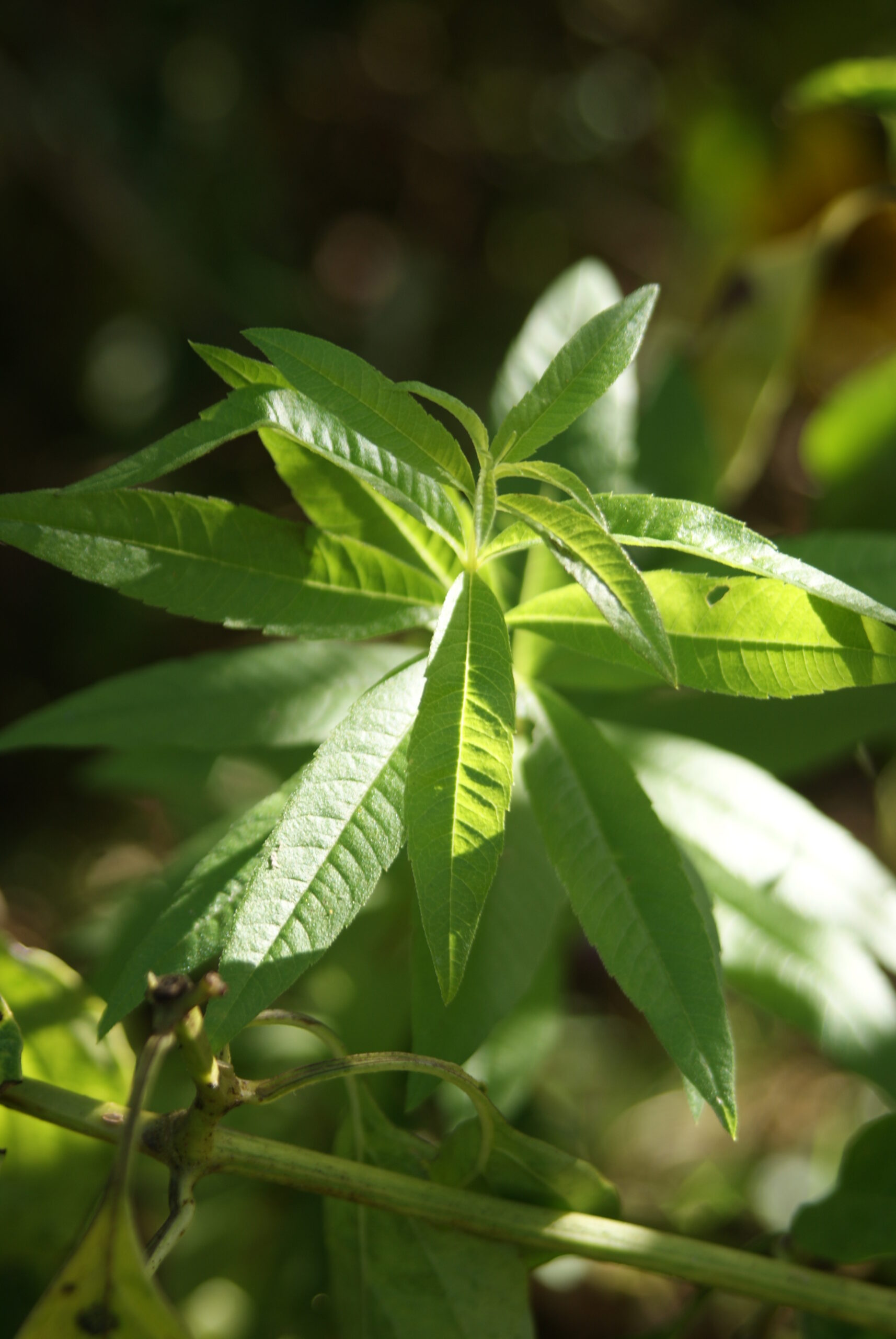 Jardinez avec la lune