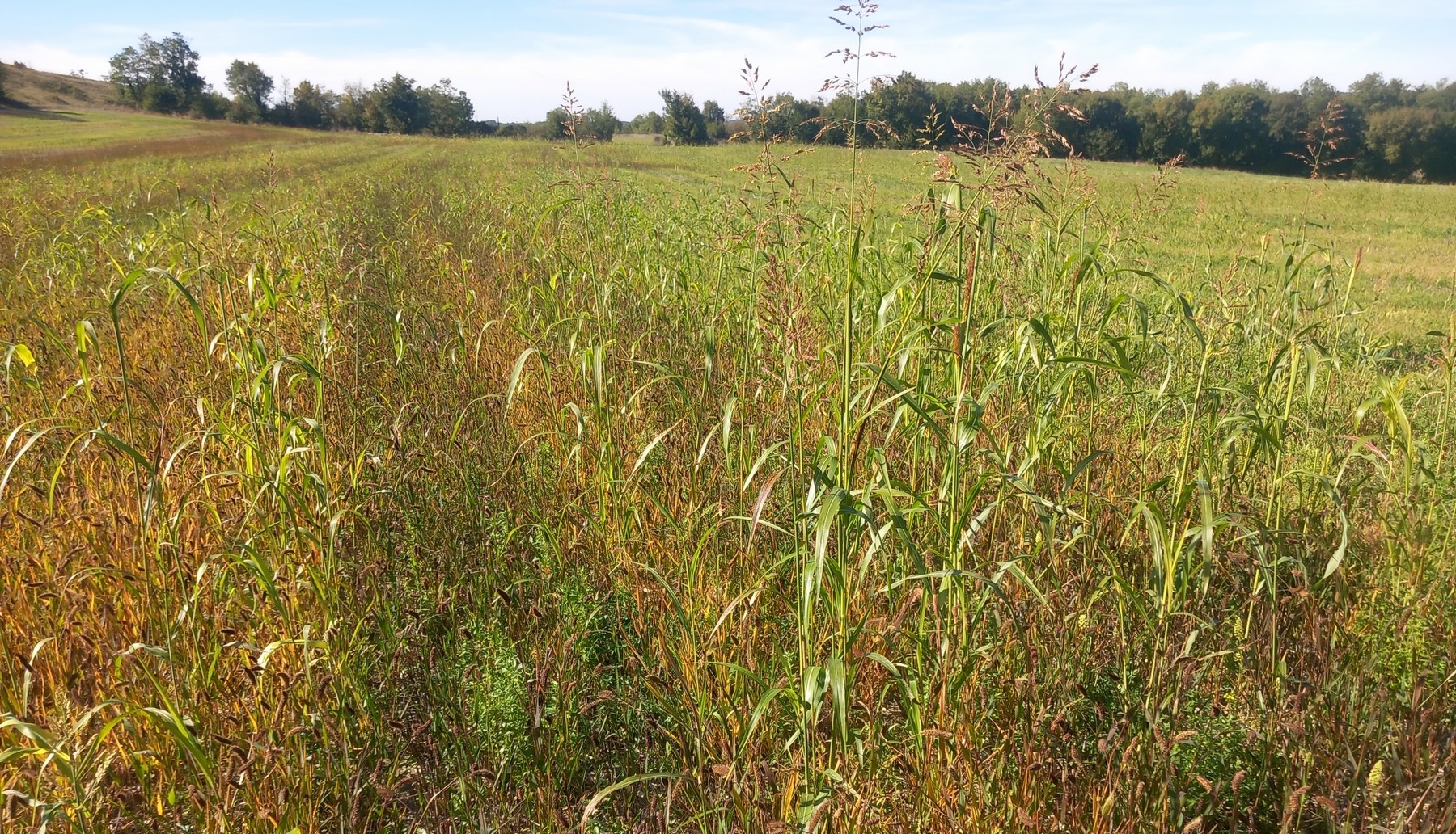 Agrifaune&nbsp;: essais de couverts semés à la volée avant moisson