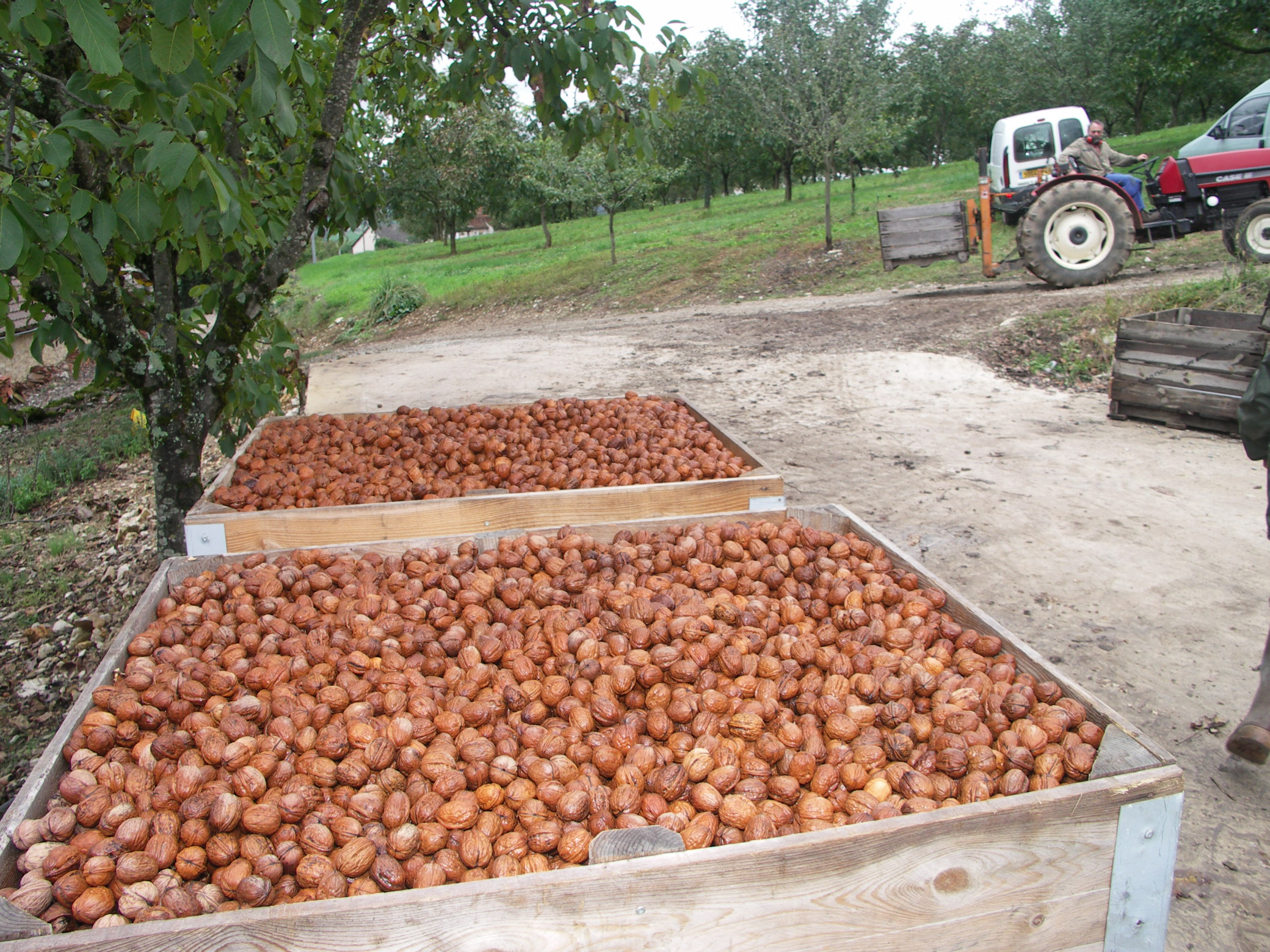 Noix&nbsp;: récolte 2025 hétérogène et prix en baisse
