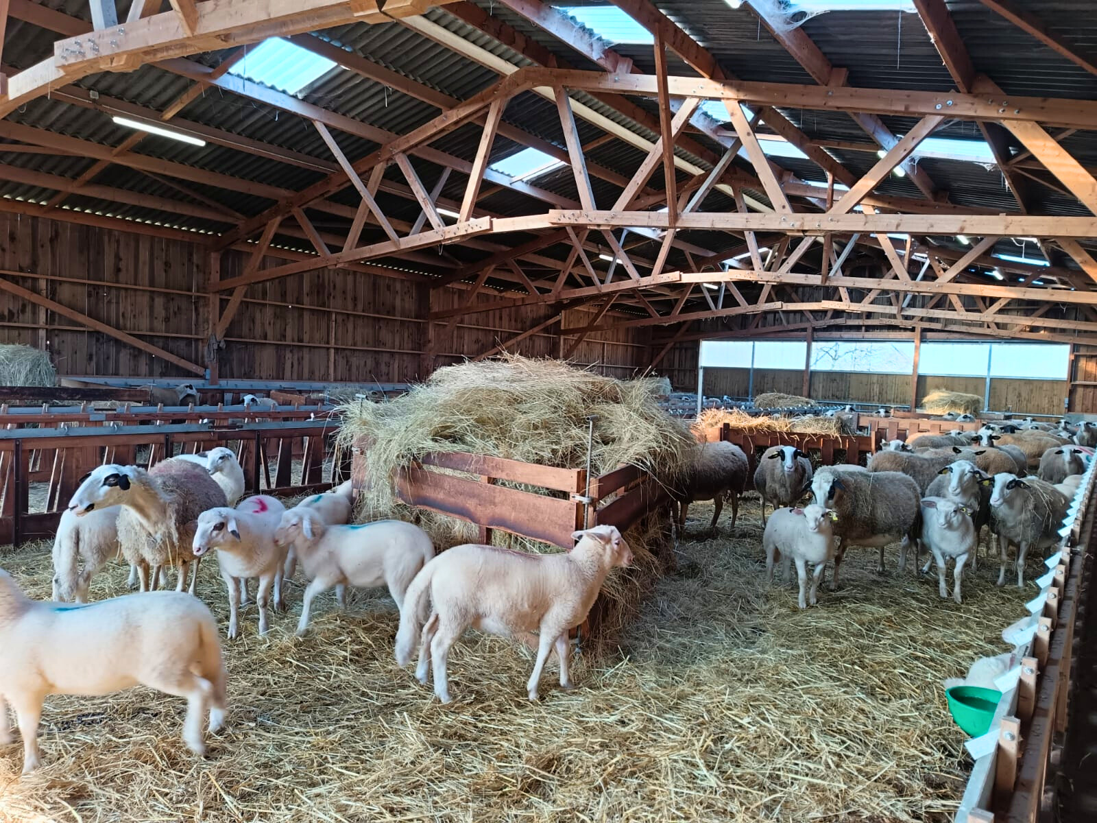 Publirédactionnel Roiné&nbsp;: Le GAEC du Mas de Bassoul mise sur la construction bois