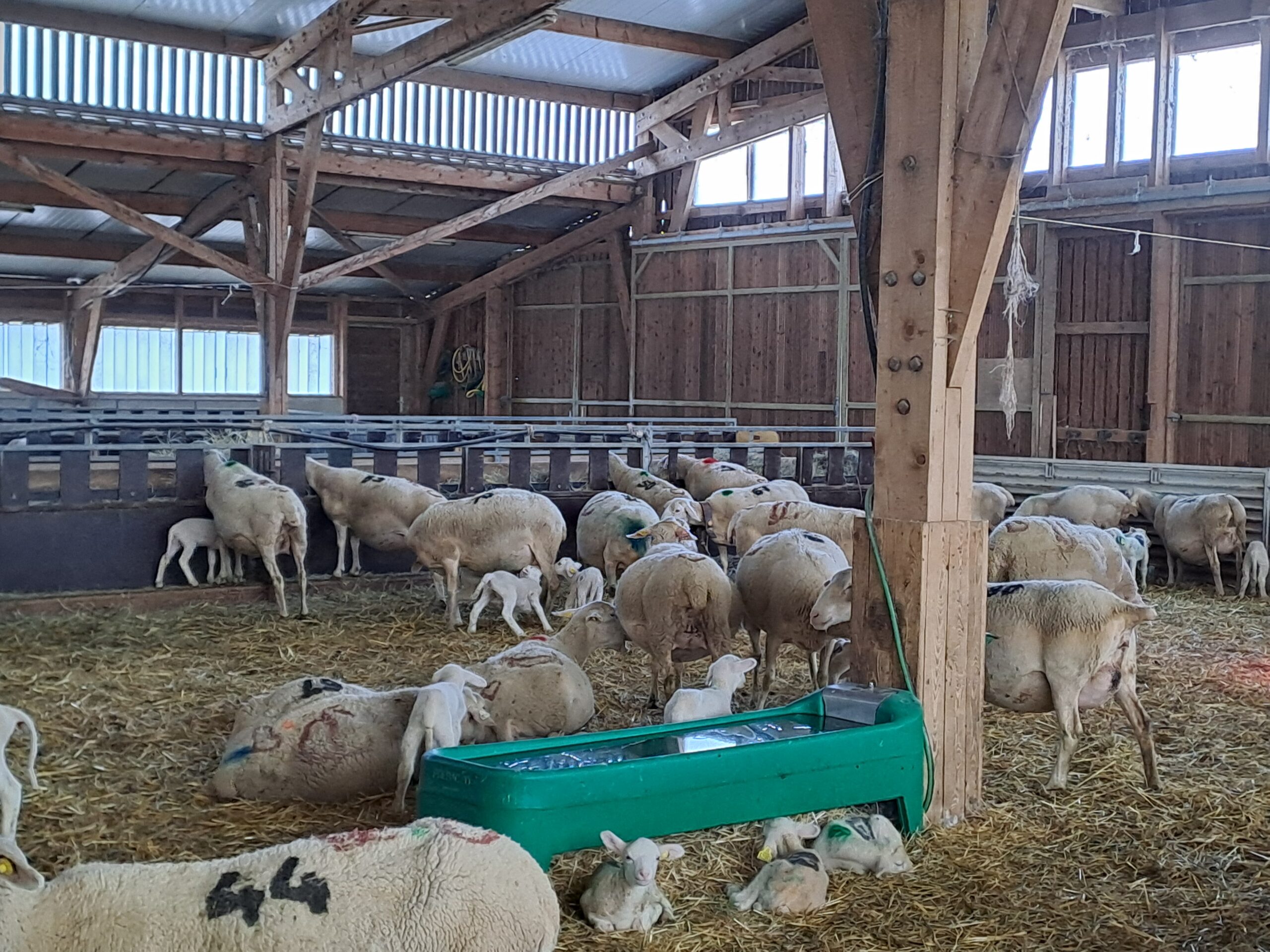 Des références de consommation en eau des brebis et agneaux