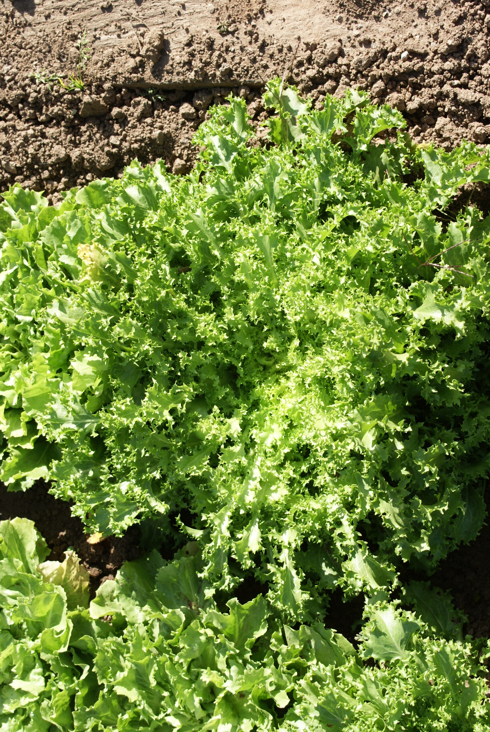 Jardinez avec la Lune