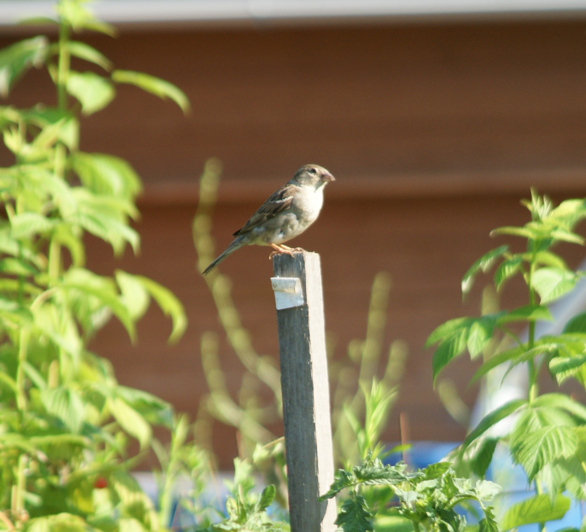 Jardinez avec la lune