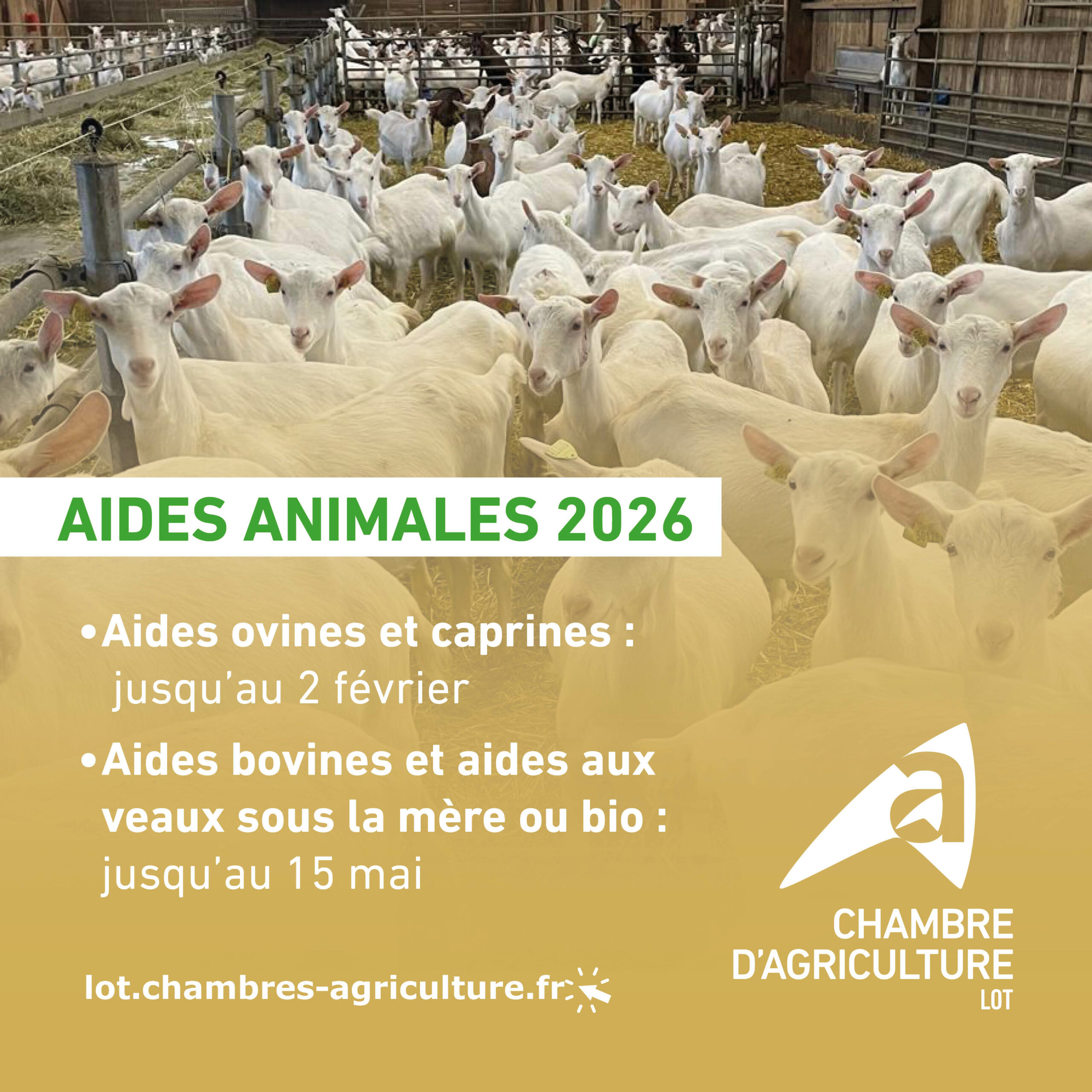 PAC 2026&nbsp;: Aides ovines et caprines, c’est le moment  de les demander ! 