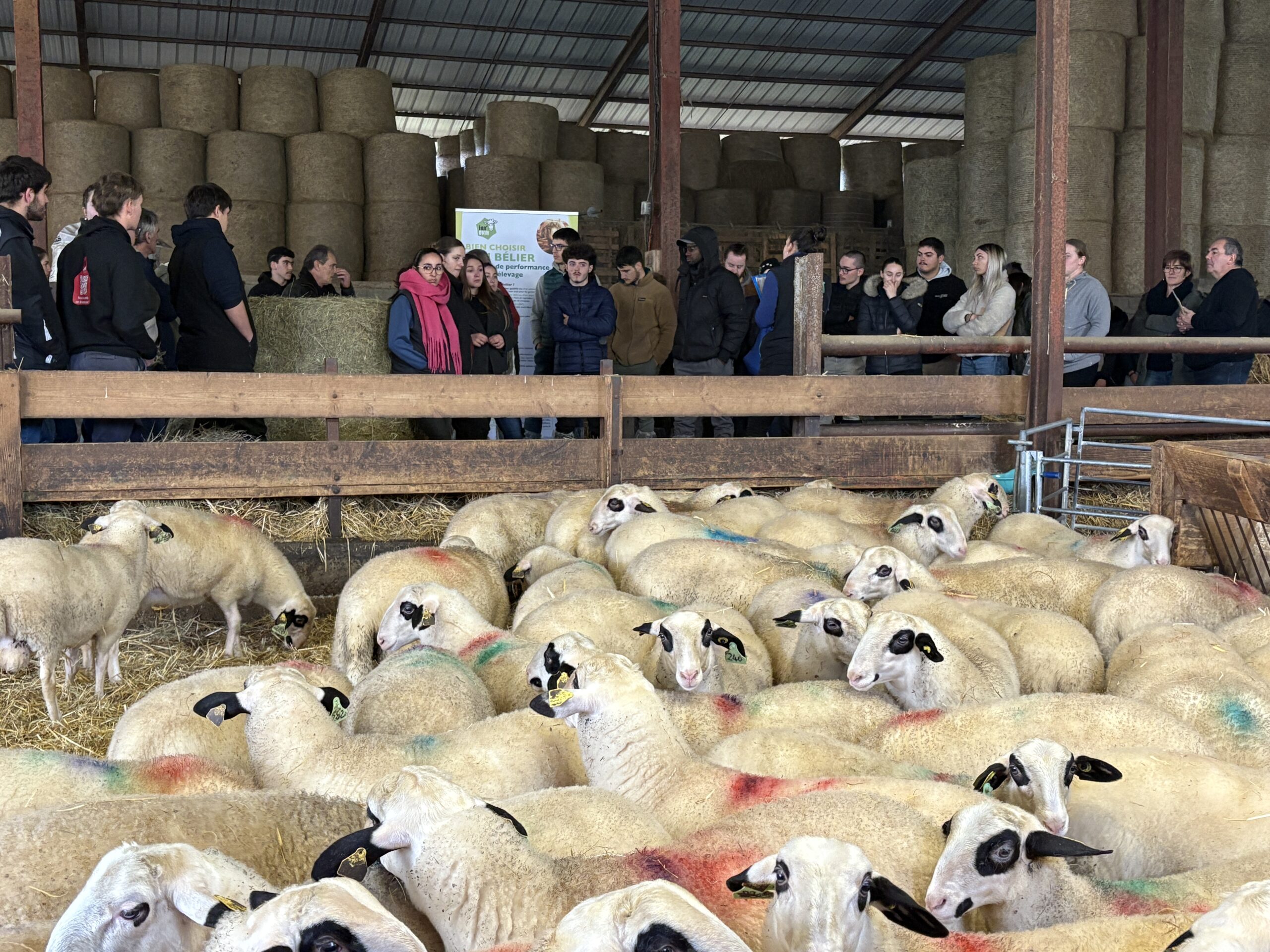 Une journée Inn&rsquo;ovin pour présenter la filière ovine à des étudiants en agriculture