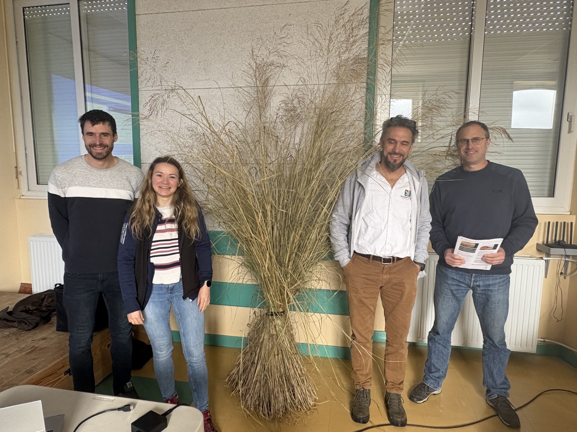 Le switchgrass, une solution pour devenir autonome en paille