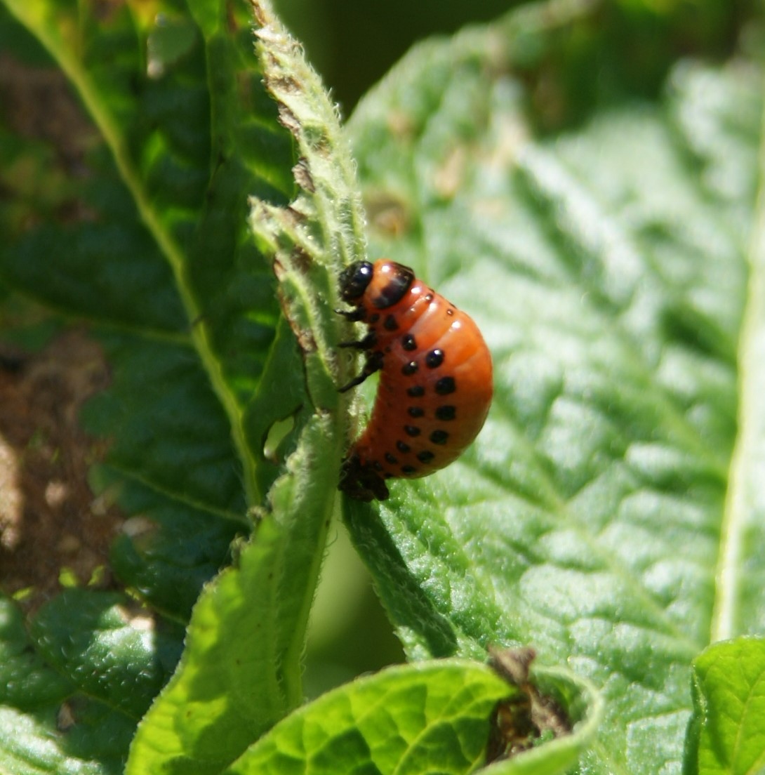 Jardinez avec la Lune