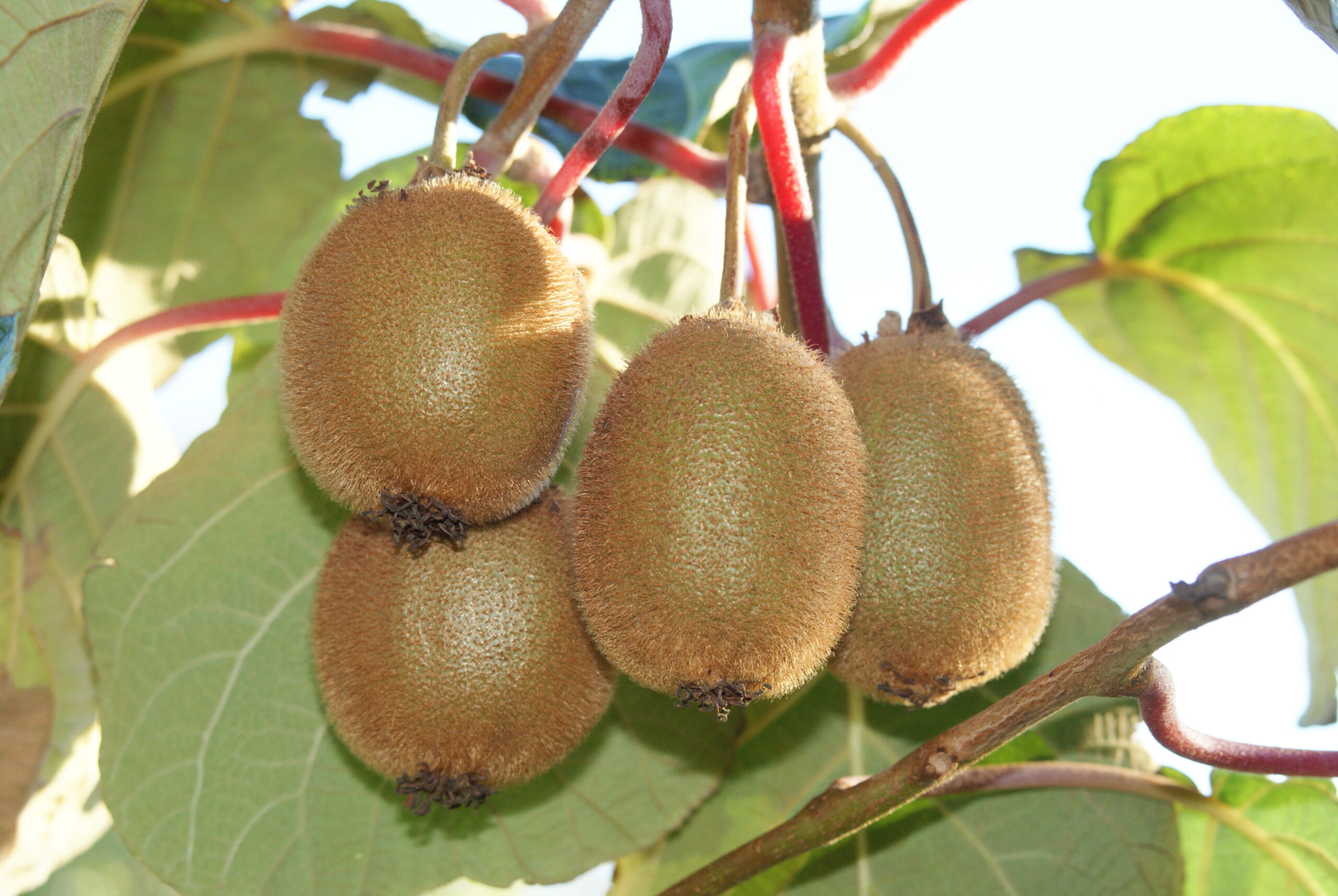 Jardinez avec la lune