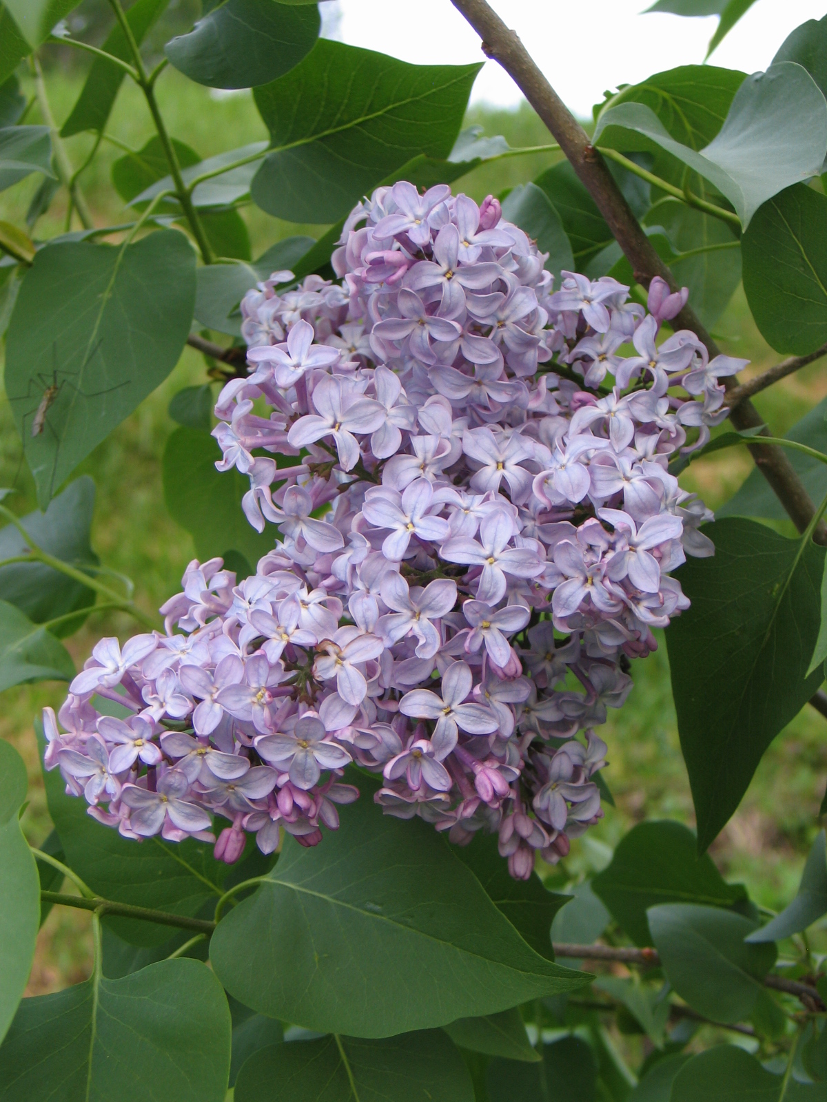 Jardinez avec la lune