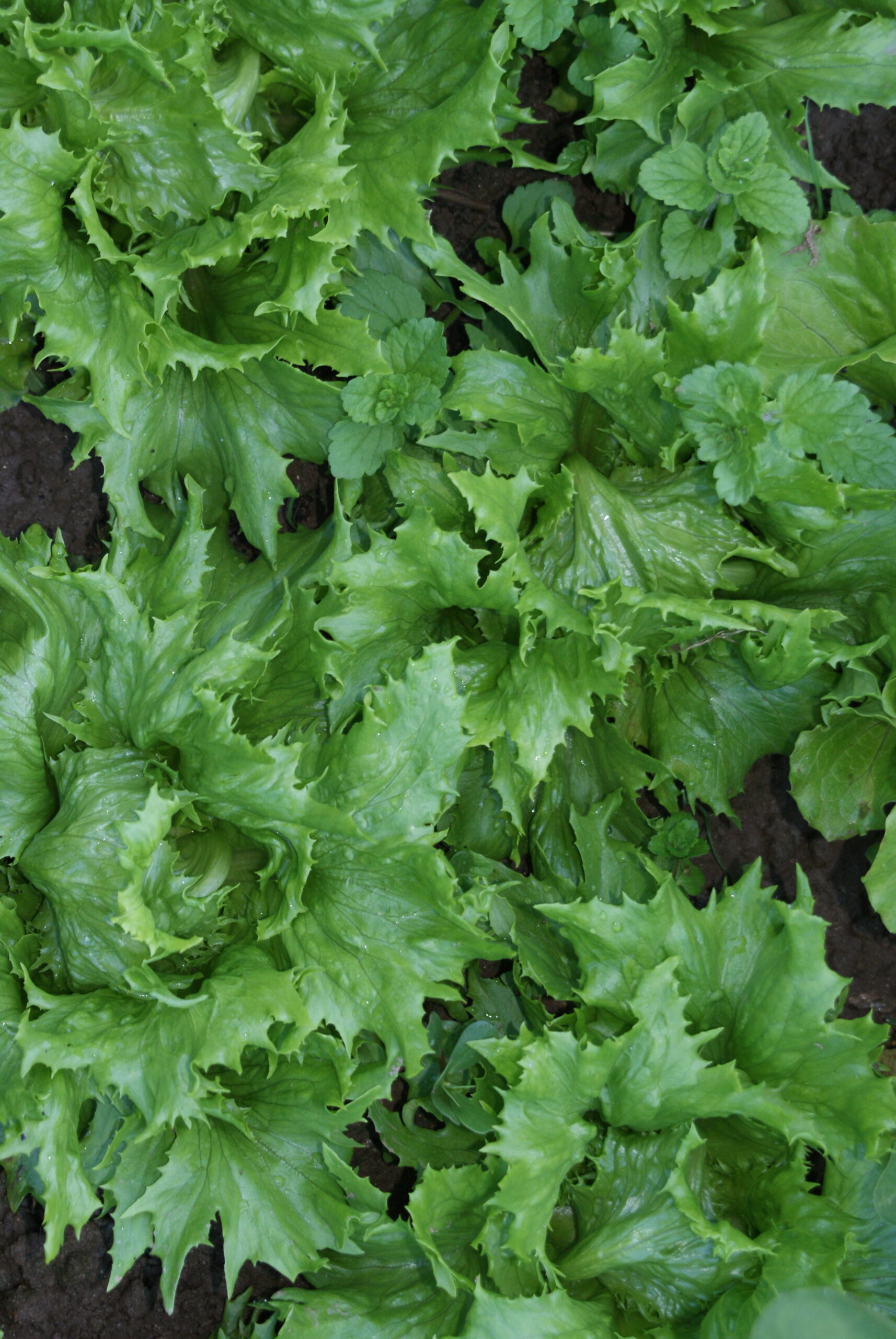 Jardinez avec la Lune