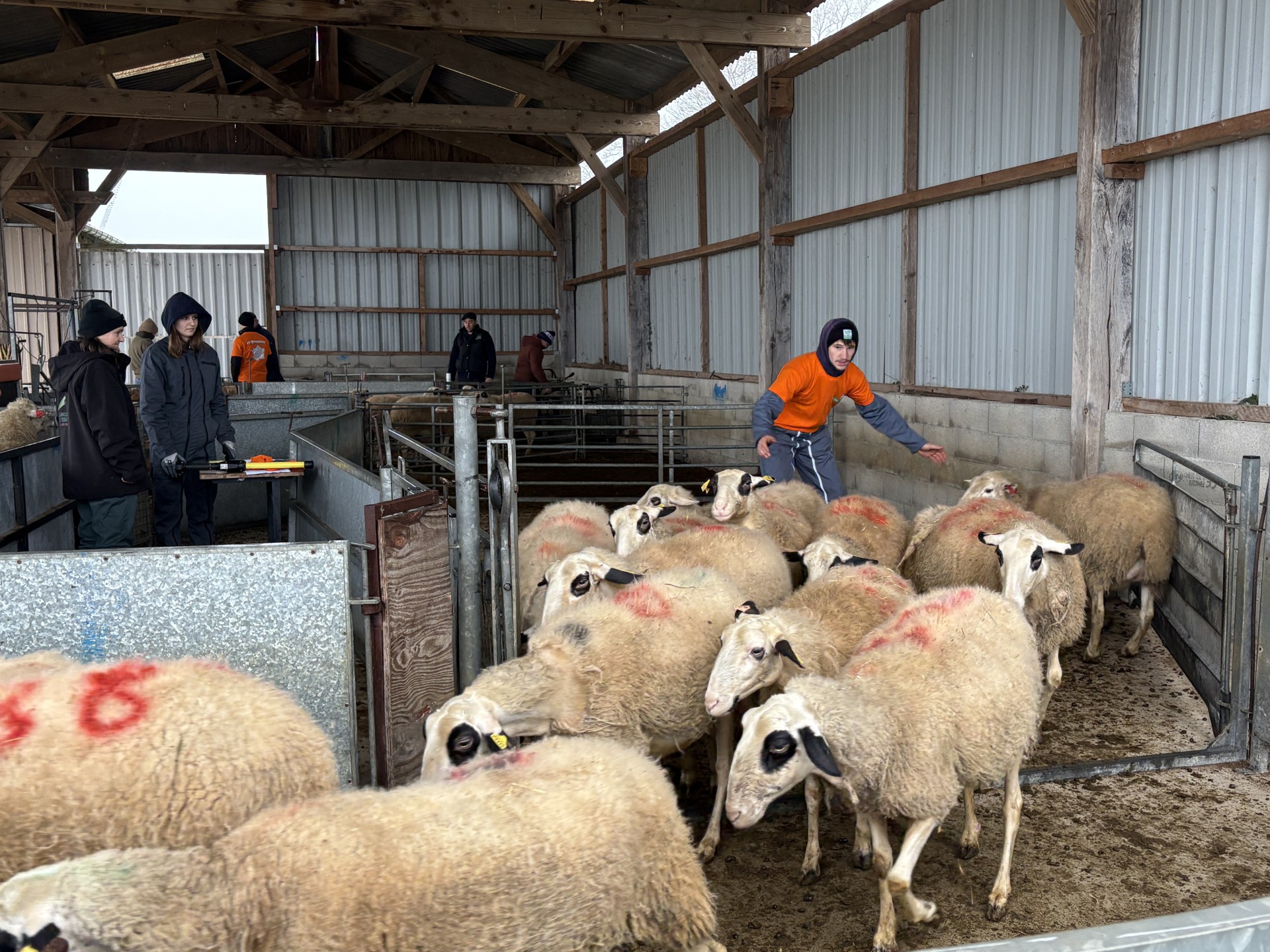 Vidéo. Les cinq épreuves techniques des Ovinpiades départementales 2026