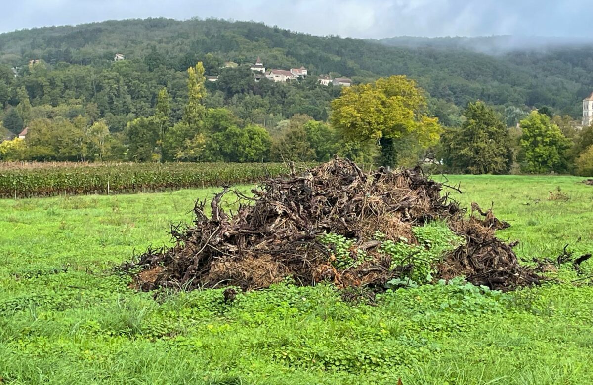 Transition agricole : après l'arrachage, place à la diversification dans le Lot