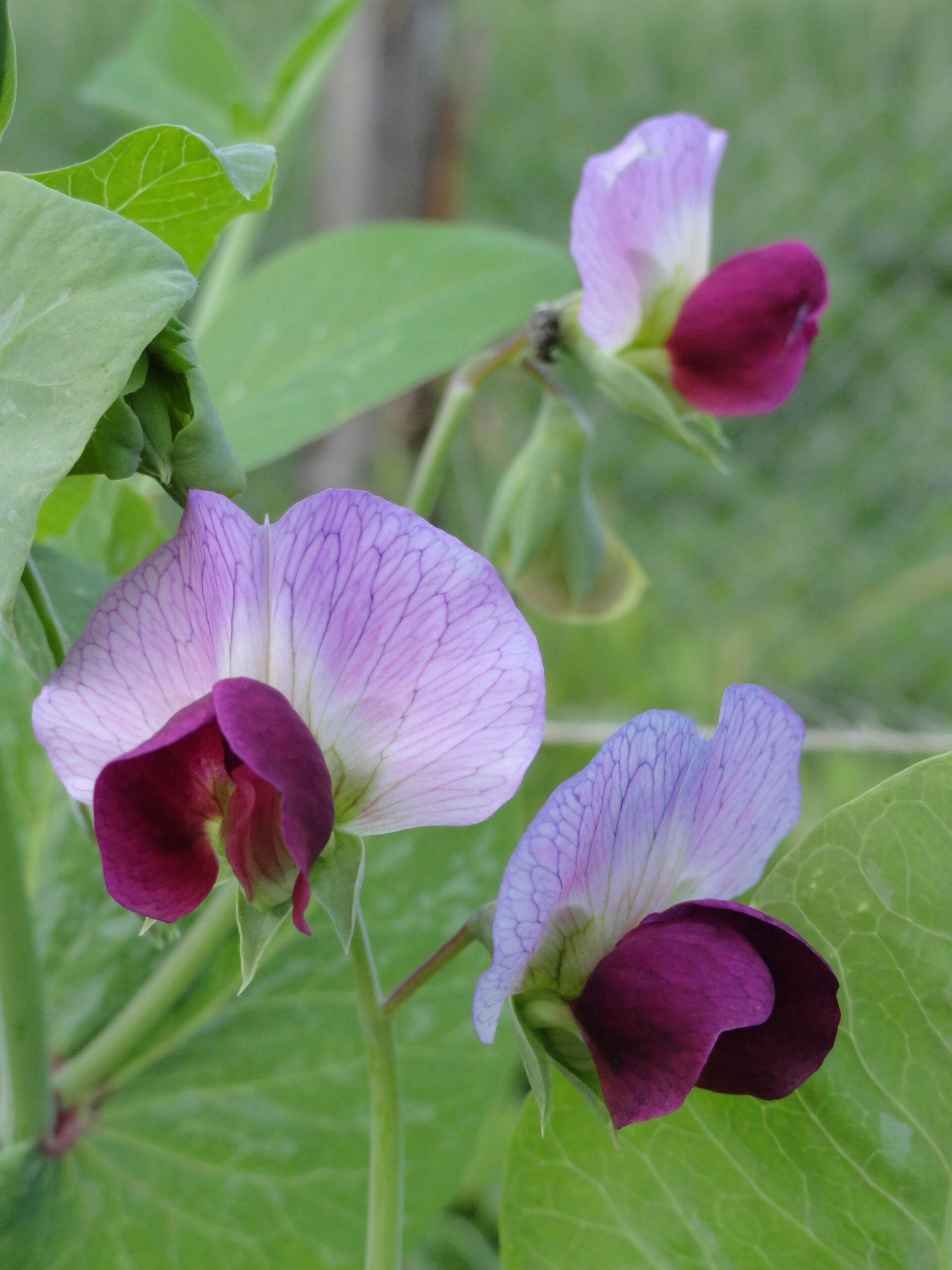 Jardinez avec la lune